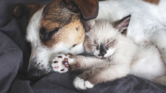 Eco-Friendly Cleaning Solutions for Your Furry Friends