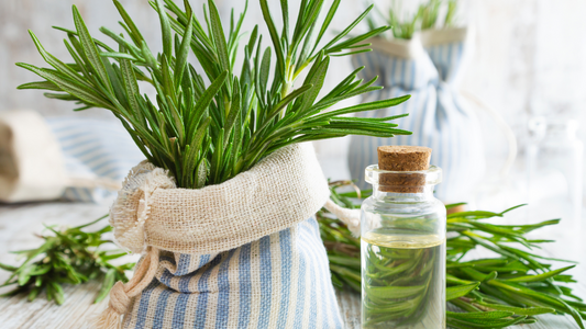 From Kitchen to Medicine Cabinet: The Many Benefits of Rosemary