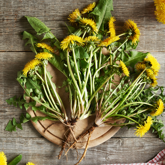 Dandelion