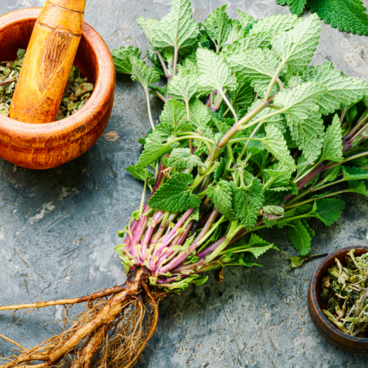 Lemon Balm