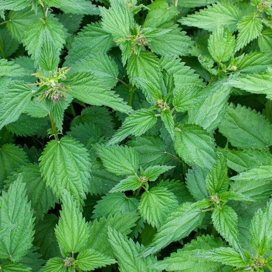 Nettle Leaf